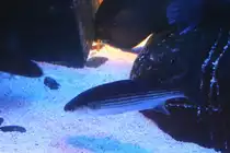 Dicklippige Meer�sche (Chelon labrosus) am 10.1.2010 im Sea Life Berlin.