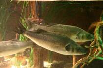 Seebarsch oder auch Wolfsbarsch genannt (Dicentrarchus labrax) am 10.1.2010 im Sea Life Berlin.