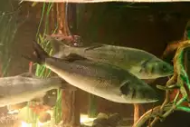 Seebarsch oder auch Wolfsbarsch genannt (Dicentrarchus labrax) am 10.1.2010 im Sea Life Berlin.