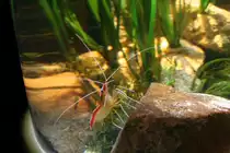 Indopazifische Wei�band-Putzergarnele (Lysmata amboinensis) am 10.1.2010 im Sea Life Berlin. Diese Garnele ist in fast jedem Aquarium zu sehen.