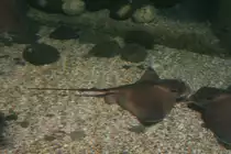 Gew�hnlicher Adlerrochen (Myliobatis aquila) am 10.1.2010 im Sea Life Berlin.