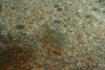 Eine Scholle oder der Goldbutt (Pleuronectes platessa) schwimmt ber den Kiesboden. Sea Life Berlin am 10.1.2010.