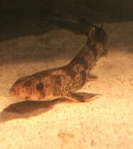 Grogefleckte Katzenhai (Scyliorhinus stellaris) am 10.1.2010 im Sea Life Berlin.