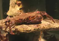 Eine Samtkrabbe (Portunus puber) aus der Familie der Schwimmkrabben liegt auf einem Stein auf Lauer nach Beute. Sea Life Berlin am 10.1.2010.