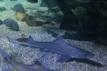 Wei�gefleckter Glatthai (Mustelus asterias) am 10.1.2010 im Sea Life Berlin.