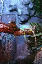 Gr�ne Wasseragame oder Cochinchina-Wasseragame (Physignathus cocincinus) am 10.1.2010 im Sea Life Berlin.