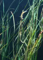 B�nder-Fetzenfisch (Haliichthys taeniophorus) versteckt sich zwischen Seegras. Sea Life Berlin am 10.1.2010.