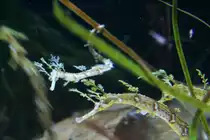 B�nder-Fetzenfisch (Haliichthys taeniophorus) am 10.1.2010 im Sea Life Berlin.