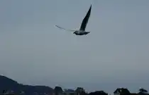 Nach langen K�mpfen um ein St�ckchen Brot, ist diese M�we auf der Suche nach einem sicheren Pl�tzchen, damit sie endlich in aller Ruhe ihre Beute verzehren kann.
(25.02.2010)