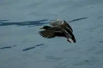 Eine Ente im Landeanflug.
(25.02.2010)