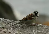 Tsch�ss,bis zum n�chsten Winter und vielen Dank f�r das Futter.
(25.02.2010)