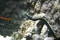 Junge schwarze Geistermur�ne (Rhinomuraena quaesita) am 10.1.2010 im Sea Life Berlin.