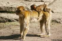 Berberaffen. Mutter tr�gt ihr Junges.