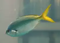 Gelber Blaur�cken F�silier (Caesio teres) am 10.1.2010 im Aquadom in Berlin.