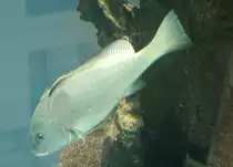 Eine Schiefer-S��lippe (Diagramma labiosum) am 10.1.2010 im Aquadom in Berlin.