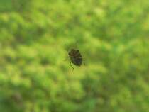 Ihgitt, denkt sich diese grne Stinkwanze, die die Menschen durch die Fensterscheibe beobachtet. 2006