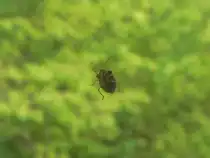 Ihgitt, denkt sich diese gr�ne Stinkwanze, die die Menschen durch die Fensterscheibe beobachtet. 2006