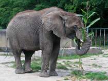 Elefant beim vertilgen der leckeren Nachspeise im Zoo von Rostock;070828
