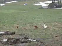 Drei gl�ckliche H�hner beim Schaaren... Waldzell,28.02.2010