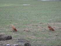 Zwei braune Hhner laben sich an Wrmern und anderem Getier, Waldzell 28.02.2010