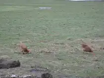 Zwei braune H�hner laben sich an W�rmern und anderem Getier, Waldzell 28.02.2010