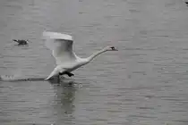 Startender H�ckerschwan (Cygnus olor) am 12.2.2010 am Rhein bei Altenheim.
