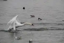 Startender H�ckerschwan (Cygnus olor) am 12.2.2010 am Rhein bei Altenheim.
