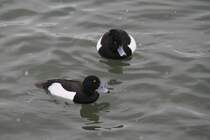 Zwei mnnliche Reiherenten (Aythya fuligula) am 12.2.2010 am Rhein bei Altenheim.
