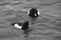 Zwei m�nnliche Reiherenten (Aythya fuligula) am 12.2.2010 am Rhein bei Altenheim.
