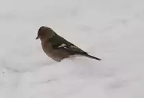 Ein ♂ Buchfink (Fringilla coelebs) durchsucht den Schnee nach �briggebliebenen Brotkrumen. Altenheim am 12.2.2010.
