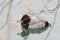 Eine Tafelente (Aythya ferina) versucht sich zwischen den sten etwas zu verstecken. 12.2.2010 am Rhein bei Altenheim.
