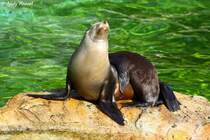 Kalifornische Seel�win mit Junges.