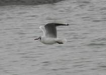 Lachmwe Jonatan (Larus ridibundus) enrkundet den Oberrhein am 12.2.2010.

