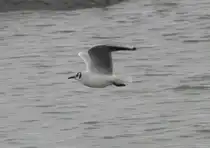 Lachm�we Jonatan (Larus ridibundus) enrkundet den Oberrhein am 12.2.2010.
