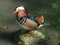 Mandarinente hat sich auf einen Stein ins Trockene gefl�chtet;080504