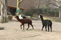 Ein Gruppe Alpakas schauen einem ausgedienten Tannenbaum hinterher. Berliner Zoo am 9.3.2010.