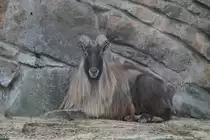 M�nnliches Himalaya - Tahr (Hemitragus jemlahicus) am 10.3.2010 auf dem Bergtierfelsen im Zoologischen Garten Berlin.