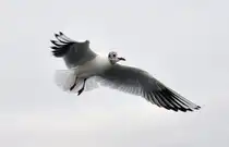 Perfekte Naturfl�gel im Einsatz - Bonn 17.02.2010