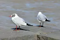 Zwei M�wen genie�en am Rheinufer in Bonn die w�rmenden Sonnenstrahlen - 04.03.2010