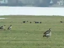 Kanadag�nse oder Nilg�nse? - Gefiederte G�ste auf der Durchreise am Hochwasser - 02.03.2010