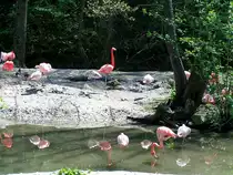 Flamingos spiegeln sich im T�mpel des Zoo Schmiding; 050501