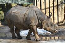 Kleines Panzernashorn (Rhinoceros unicornis)an einem der ersten sonnigen Tag im neuen Jahr. Zoologischer Garten Berlin am 25.2.2010.