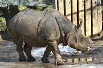 Kleines Panzernashorn (Rhinoceros unicornis)an einem der ersten sonnigen Tag im neuen Jahr. Zoologischer Garten Berlin am 25.2.2010.