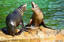  Wer ist hier der Boss? . Kalifornische Seel�wen