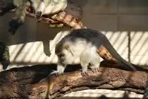 Weibchen eines Schwarzen Br�llaffen (Alouatta caraya) am 25.2.2010 im Zoo Berlin.