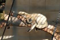 Auch bei Schwarzen Brllaffen (Alouatta caraya) ist Yoga beliebt. Zoo Berlin am 25.2.2010.