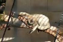 Auch bei Schwarzen Br�llaffen (Alouatta caraya) ist Yoga beliebt. Zoo Berlin am 25.2.2010.