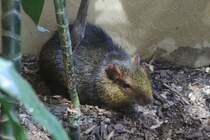 Dieses reglos im Dunkeln siztende Fellknul ist ein Zwergaguti oder auch Rotes Acouchi (Myoprocta acouchy). Zoologischer Garten Berlin am 25.2.2010.