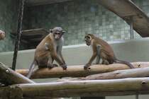 Zwei Ceylon-Hutaffen (Macaca sinica) haben sich ins Haus zurckgezogen. Zoologischer Garten Berlin am 25.2.2010.
