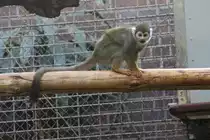 Gew�hnlicher Totenkopfaffe (Saimiri sciureus sciureus) am 25.2.2010 im Zoologischen Garten Berlin.
	